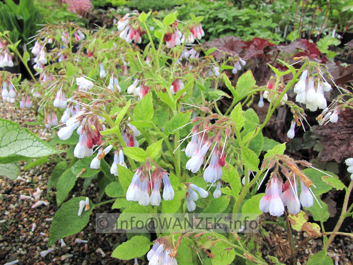 Symphytum grandiflorum Hidcote Blue 01.JPG